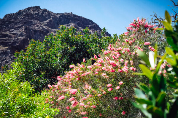 header_argayall_07 header_argayall_07